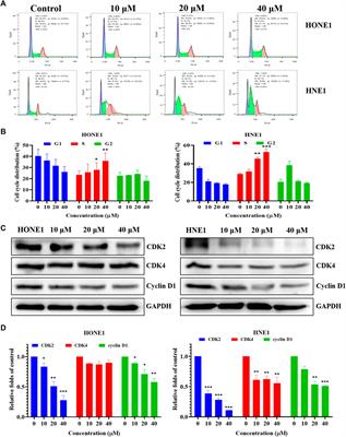Exploring the pharmacological mechanisms of icaritin against nasopharyngeal carcinoma via network pharmacology and experimental validation